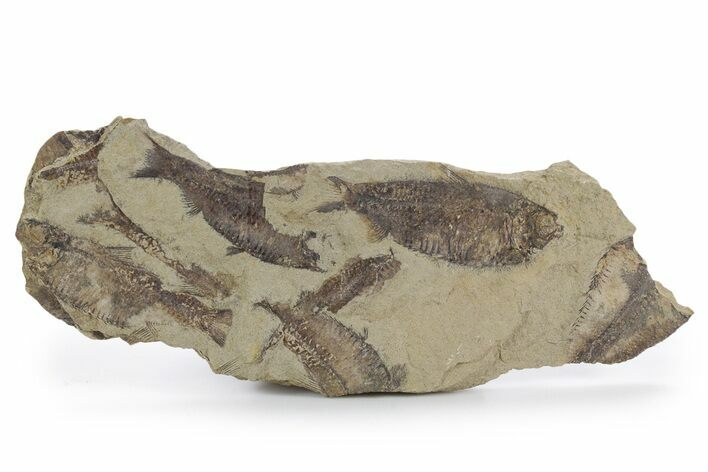 Fossil Fish (Gosiutichthys) Mortality Plate - Wyoming #357158